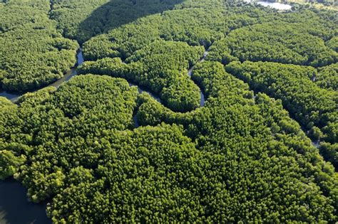 Premium Photo | Aerial view top down of beautiful mangrove forest tree ...