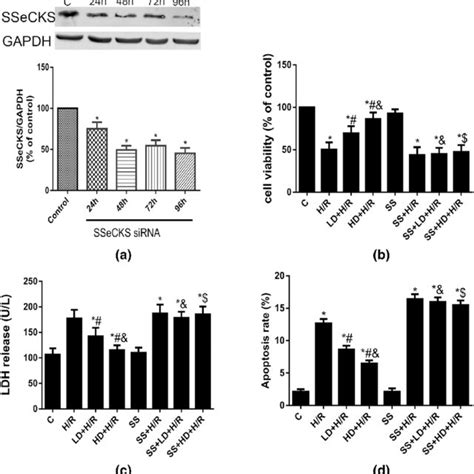 Effects Of Ssecks Gene Knockdown With Sirna On Ssecks Cell Viability