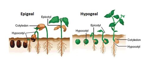 Perkecambahan Pengertian Tipe Dan Prosesnya