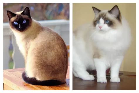 Ragdoll Vs Siamese Cats A Tail Of Two Breeds Ragdollgazette Info