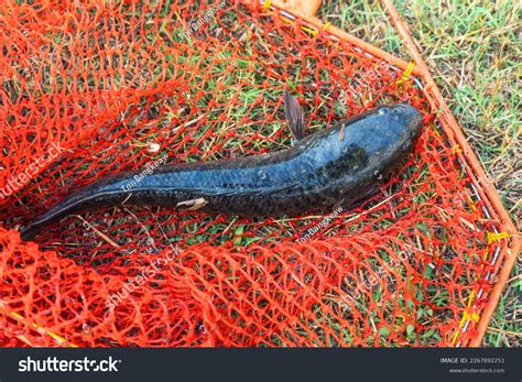 Striped Snakehead Fish Channa Striata Freshwater Stock Photo