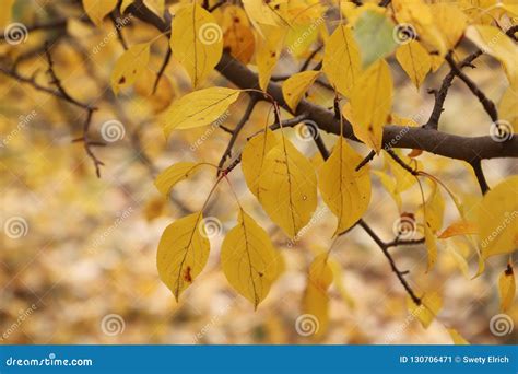 Autumn Leaves with Blurred Trees . Stock Image - Image of leaves ...