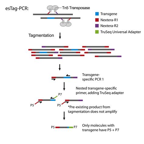 Rapid Accurate Mapping Of Transgene Integration In Viable Rhesus