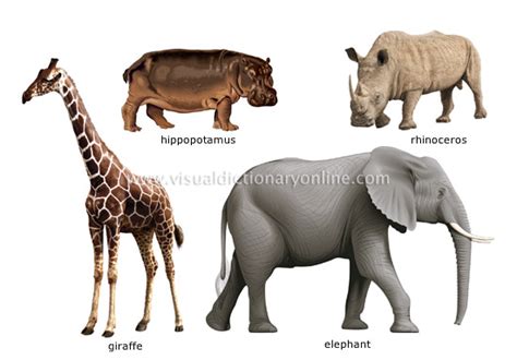 ANIMAL KINGDOM :: UNGULATE MAMMALS :: EXAMPLES OF UNGULATE MAMMALS [6] image - Visual Dictionary ...