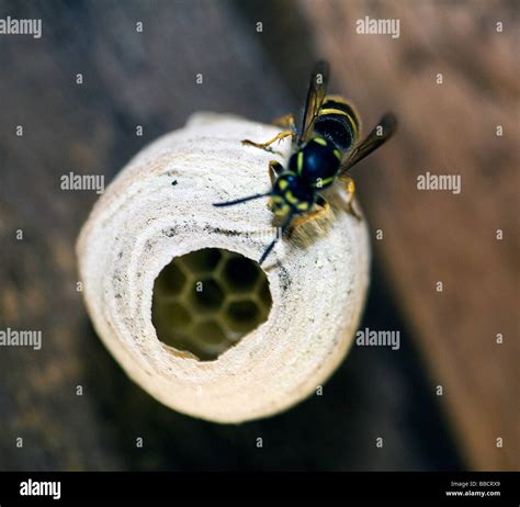 Wasps Nest Queen Hi Res Stock Photography And Images Alamy