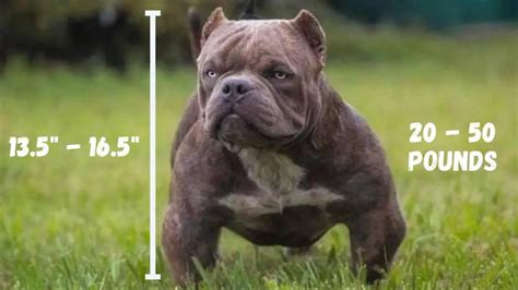 Exotic Bully Dog: Everything You Need To Know About Exotics