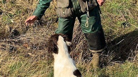 How To Train Your Gundog To Hunt On Command