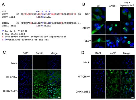 Identification Of The Chikv Capsid Protein Minimal Nuclear Export