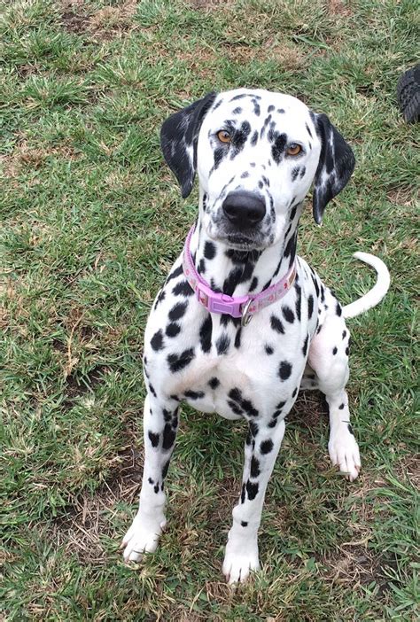 Padme Medium Female Dalmatian Dog In Nsw Petrescue