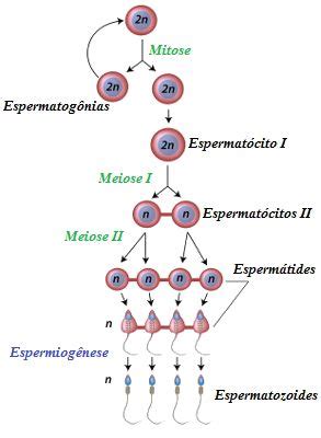 Espermatogenesis Mapa Conceptual Donos