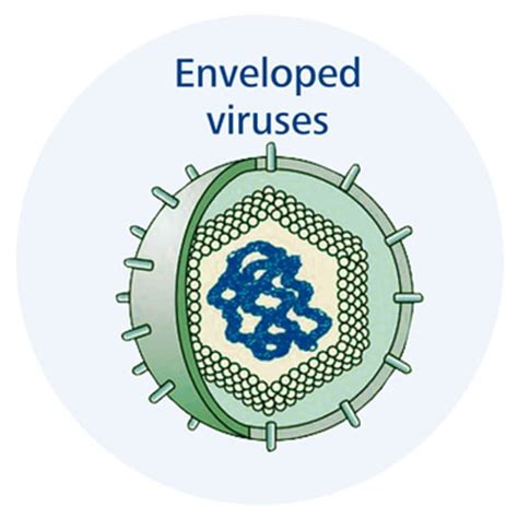 Enveloped viruses