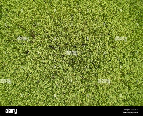 aerial view of rice field Stock Photo - Alamy