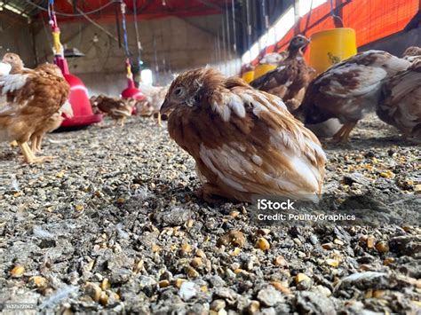 Coccidiosis In Chickens Conceptual Image For Poultry Health And Disease Issues Beautiful Elegant