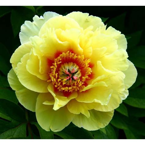 Пион Bartzella (Бартзелла) купить саженцы почтой из питомника «АГРОФОНД»