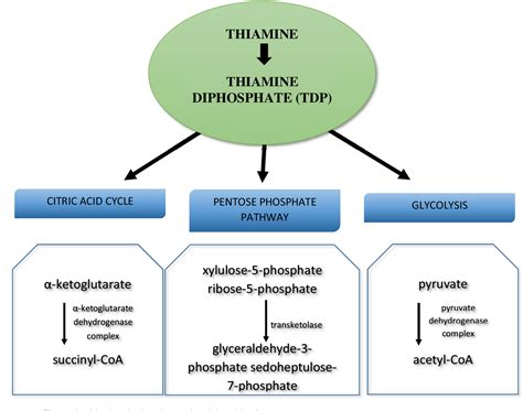 Figure From The Importance Of Thiamine Vitamin B In Humans