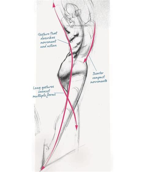 30 Anatomy Drawing Ideas Sky Rye Design Figure Drawing Gesture