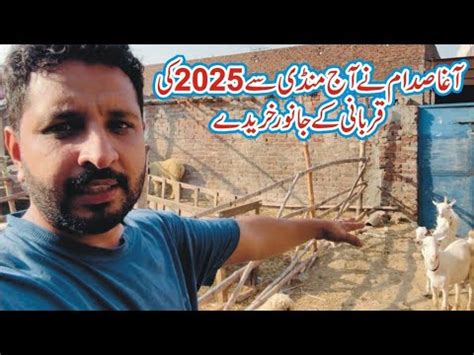 2025 Agha Saddam Abbas Ki Qurbani Ka New Mall A Gya Gujranwala Bakra