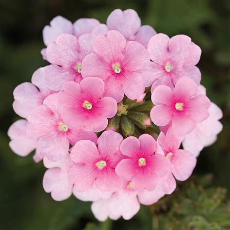 Chuxay Garden Semilla De Verbena Rosa Con Semillas Ornamentales Que