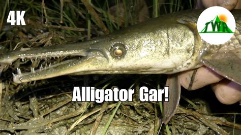 The Alligator Gar Everything You Need To Know 4k Youtube