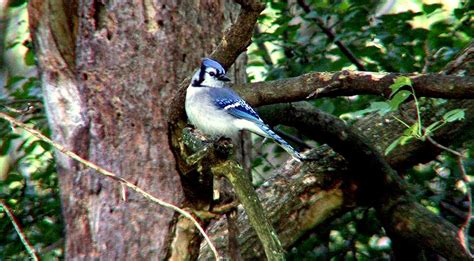 Blue Jay Nesting Habits