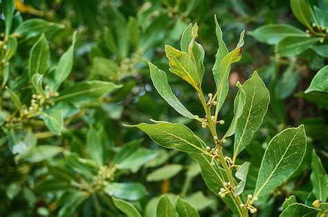 Hd Wallpaper Laurel Laurel Tree Laurel Greenhouse Tribe Leaf Bush