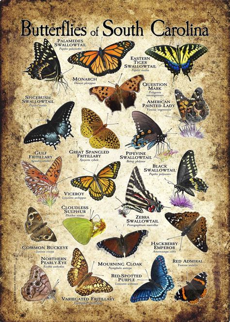 Butterflies Of South Carolina Poster Print Field Guide Etsy