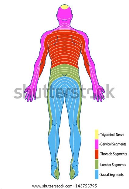 Drawing Medical Didactic Board Anatomy Human Vector De Stock Libre De