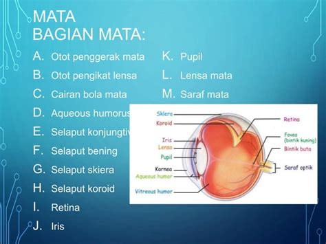 Sistem Indra Pada Manusia PPT