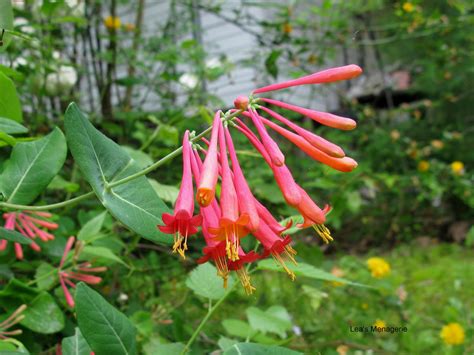 Lea's Menagerie: Trumpet Honeysuckle May 22, 2013