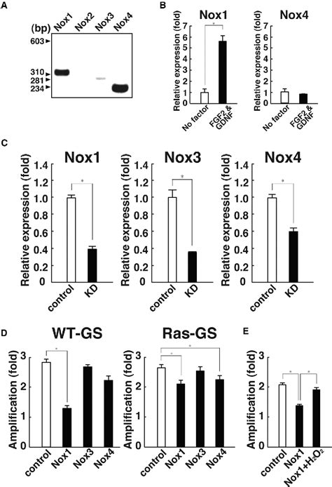 Figure 2 From Ros Are Required For Mouse Spermatogonial Stem Cell Self