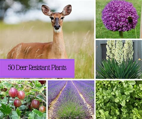 50 Deer Resistant Plants Home And Gardening Ideas