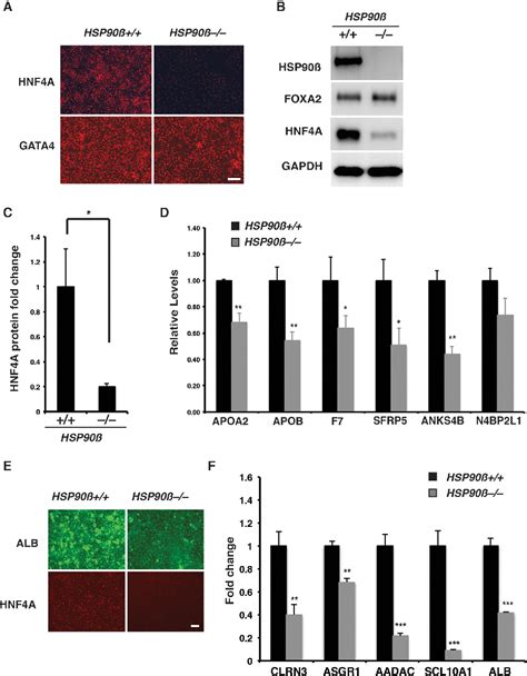 Figure 5 From A Small Molecule Screen Reveals That Hsp90β Promotes The