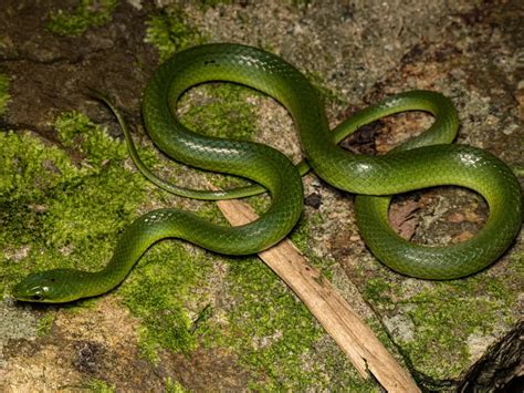 Greater Green Snake: A Fascinating Reptile of the Natural World | WorldWeet