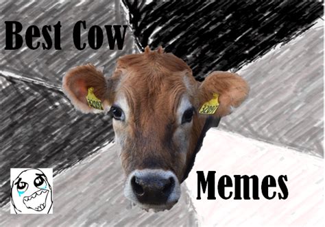 Best Cow Memes | Dairy Moos