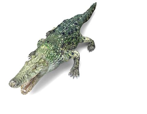 3d Model 3d Crocodile Alligator Model Vr Ar Low Poly Cgtrader