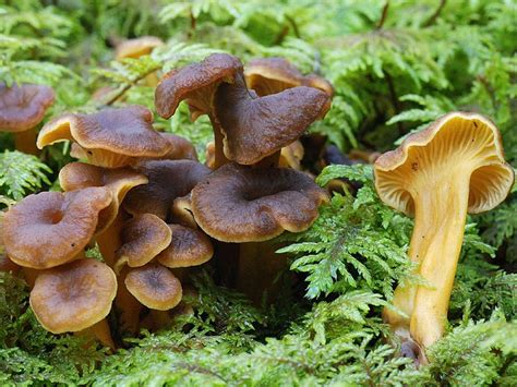 Лисички коричневые: Cantharellus). Все виды лисичек с фото и описанием