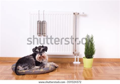 758 Indoor Plants Heater Images, Stock Photos & Vectors | Shutterstock