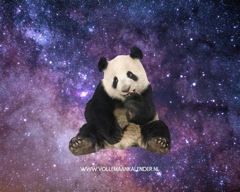 Spirituele Betekenis Panda Vollemaankalender Nl