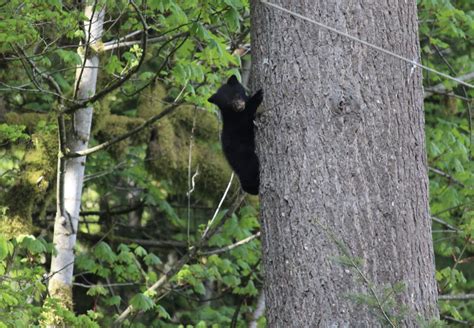 Hibernation VS Torpor What Is The Difference Minnekhada Park