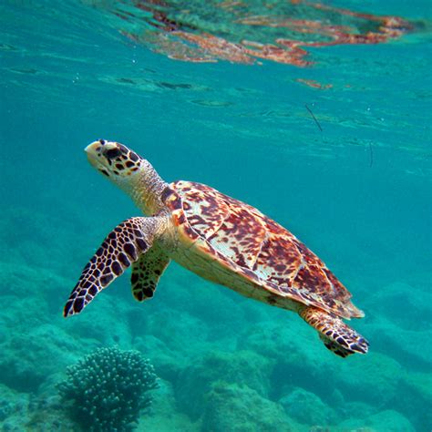 Endangered Hawksbill Turtle Returns To Australia Flora And Fauna