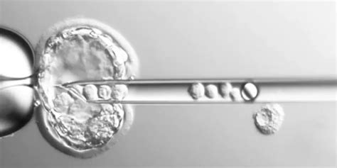 Cell Manipulation – Gulfmed Medical Supplies