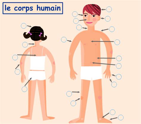 VOC Bào1 Le corps humain Diagram Quizlet