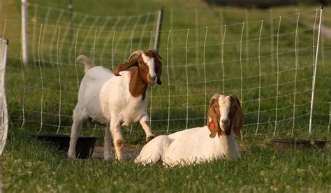 There are over 210 breeds of goats. The Boer goat breed is a special ...