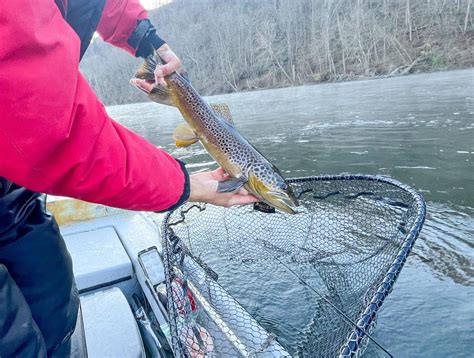 Watch Out For The Redds During Winter Trout Trips Arkansas Game