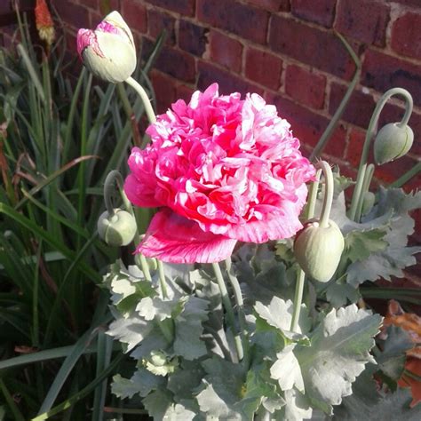 Papaver Somniferum Opium Poppy In Gardentags Plant Encyclopedia