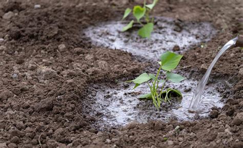 Growing Tips Discovering The Best Organic Fertilizer For Sweet Potatoes