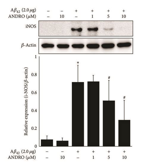 Effect Of Andrographolide On Pnf B Or Inflammatory Protein Expression