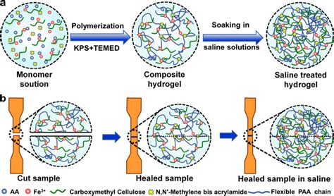 A Schematic For The Synthesis Of The Cmc Based Hydrogels B Schematic