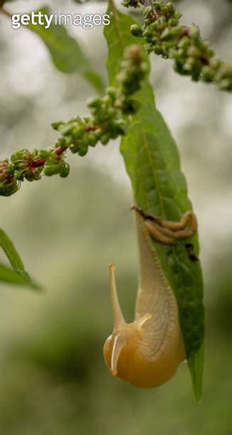 Banana Slug Begins To Turn Around While Hanging On Green Leaf 이미지