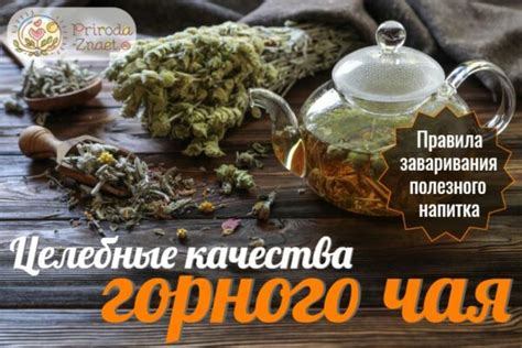 Горный чай – эликсир долголетия от греческих пастухов